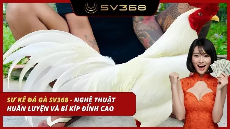 sư kê đá gà sv368